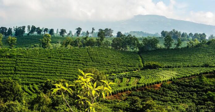 Costa Rican coffee tour