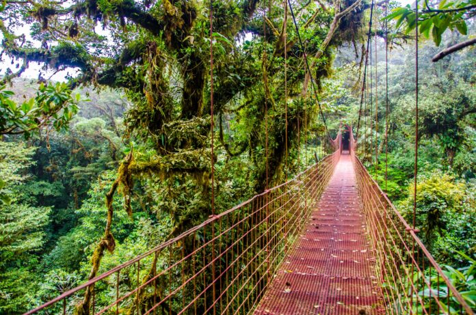 Monteverde Cloud Forest